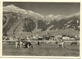 SAMEDAN Kühe auf der Weide