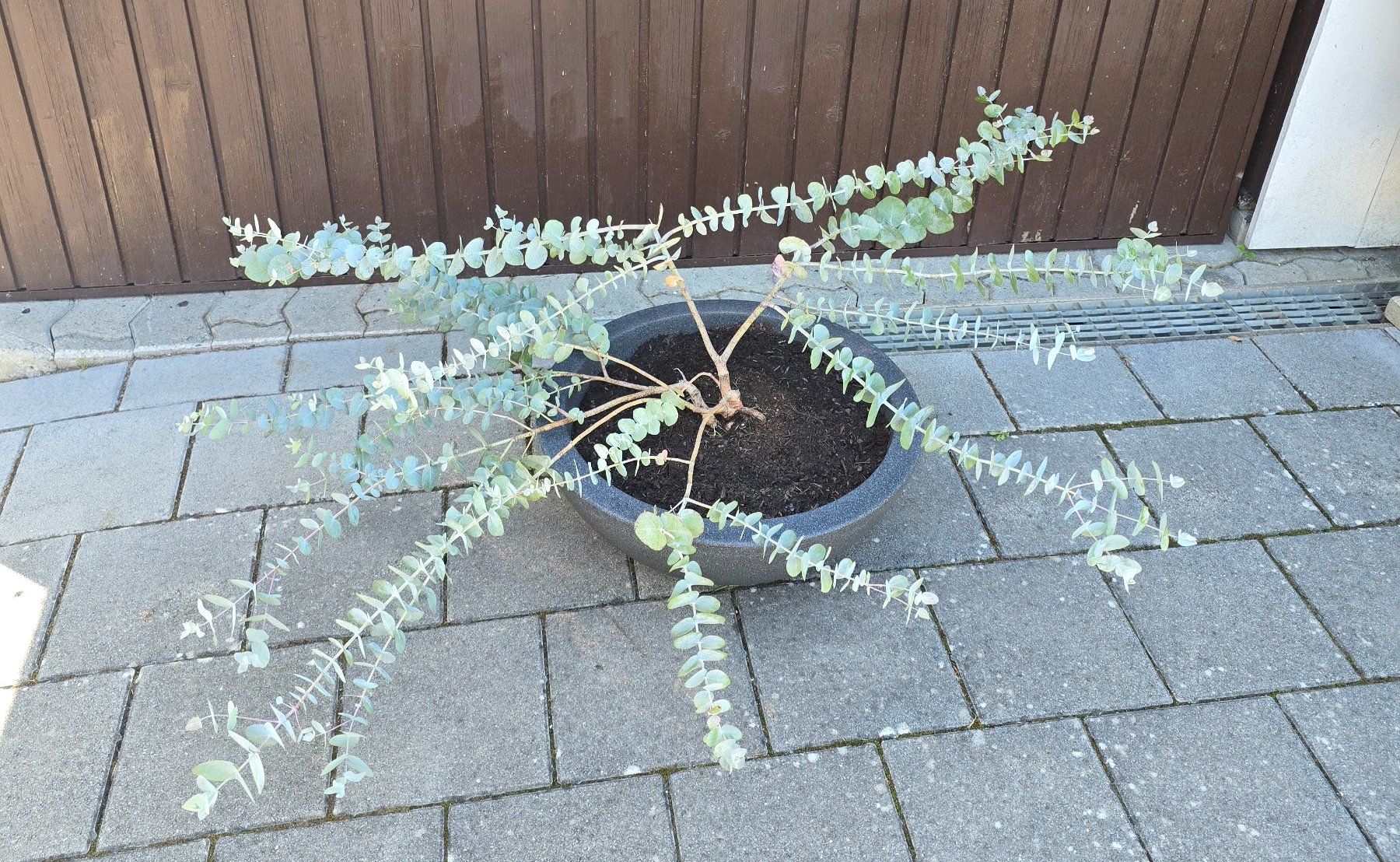 Piante & sementi: Besonderer Eukalyptus in Schale – Nuovo (secondo la descrizione) da Aarburg venduto da popkorn65 4