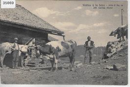 Fideles a la terre - Kühe vaches cows