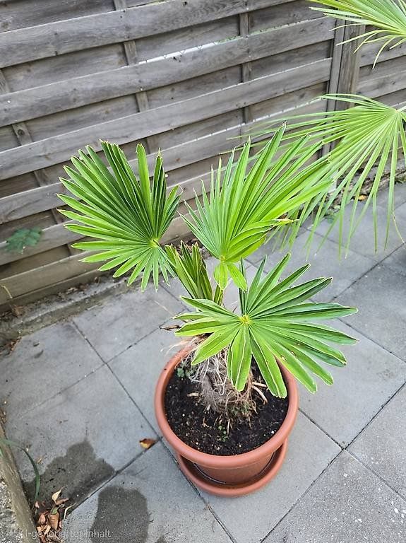 Pflanzen & Samen: Seltene Palme – Gebraucht aus Aarburg von popkorn65