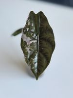 Alocasia Chantrieri Pink