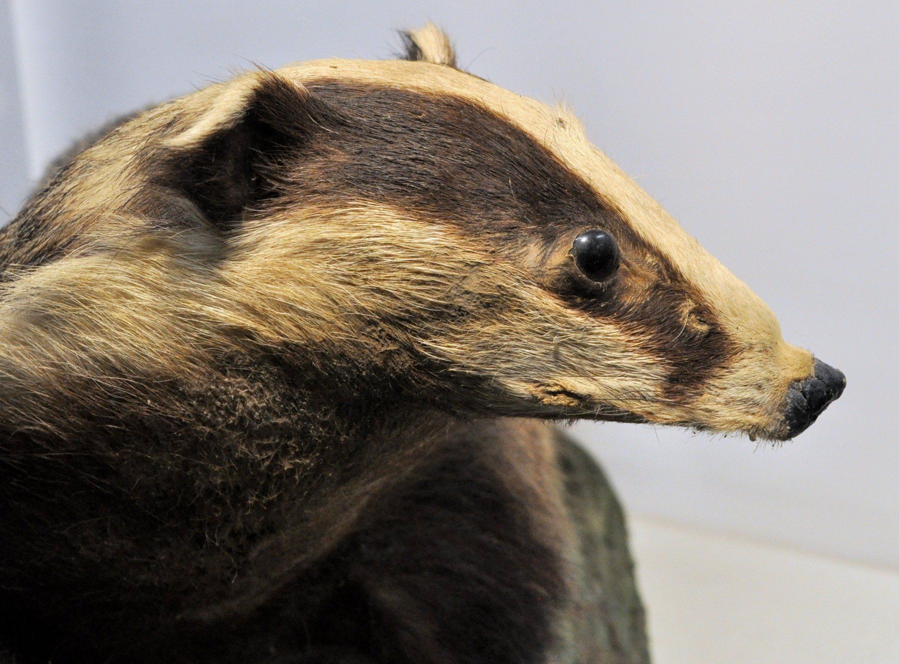 Welt der Tiere: Blaireau naturalisé – Gebraucht aus Neuchâtel von Neuchatel 6