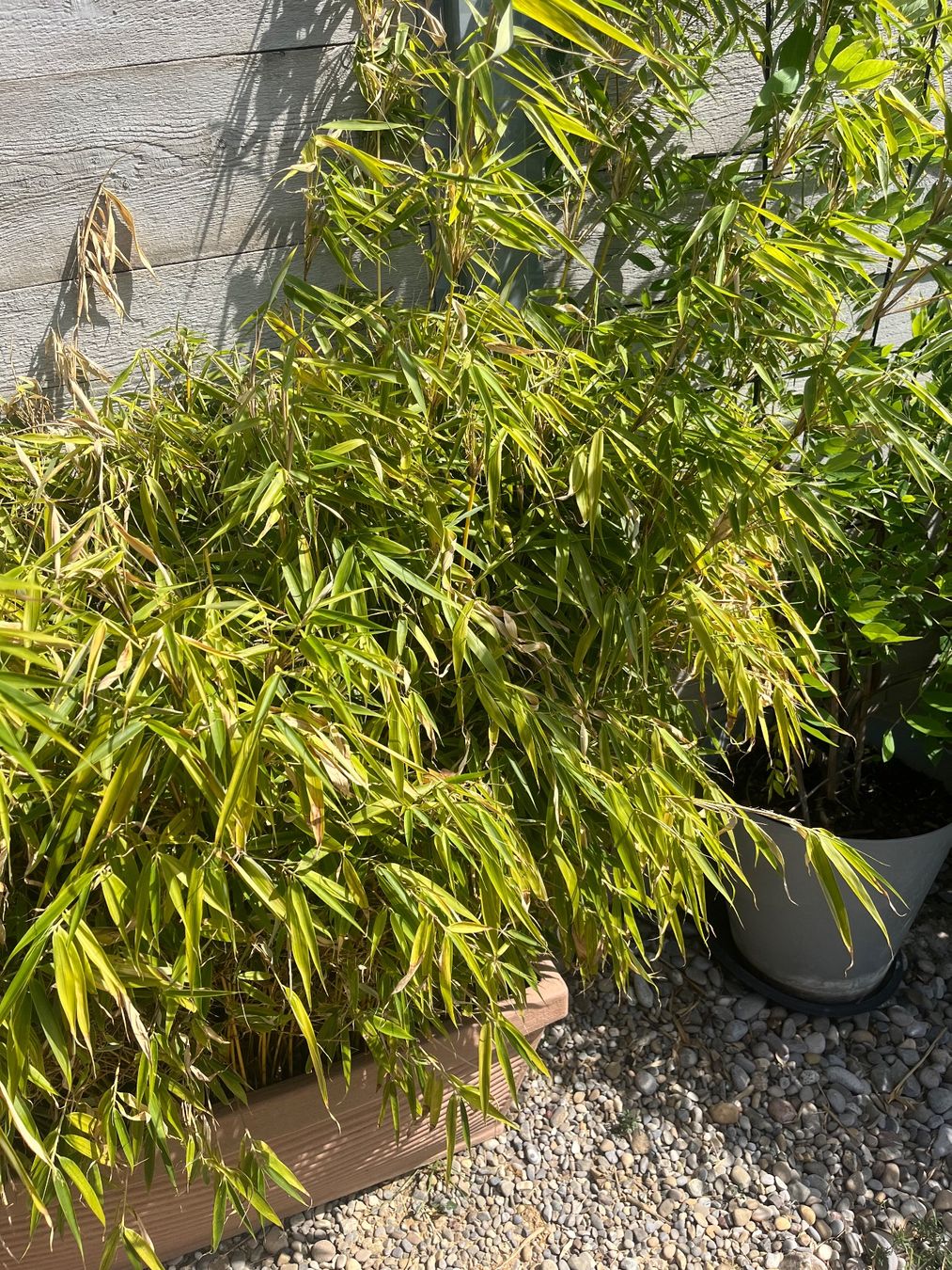 Plantes & graines: Pflanzkasten mit Bambus 100cm breit – D'occasion à Schaffhausen par juf_98r9 2