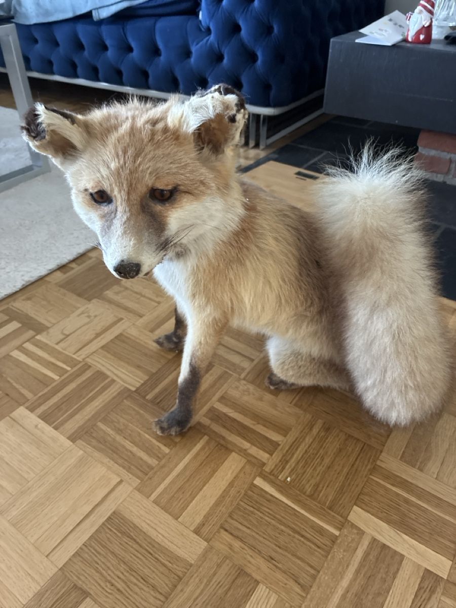 Monde des animaux: Fuchs, ausgestopft – D'occasion à Opfikon par Valentina2606