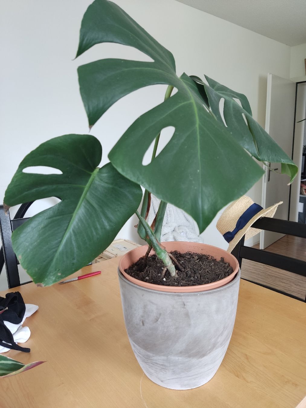 Piante & sementi: Monstera – Usato da Luzern venduto da mir_2by6 1