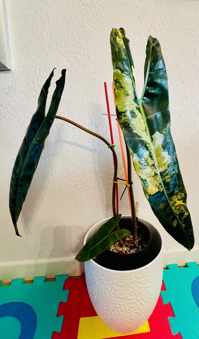 Piante & sementi: Philodendron Billietiae variegated – Usato da Zofingen venduto da Erfolg1957 3
