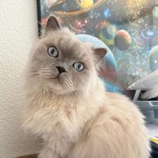 Profile image of fuschetto1072