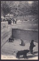 1905, BERN Bärengraben Ansichtskarte