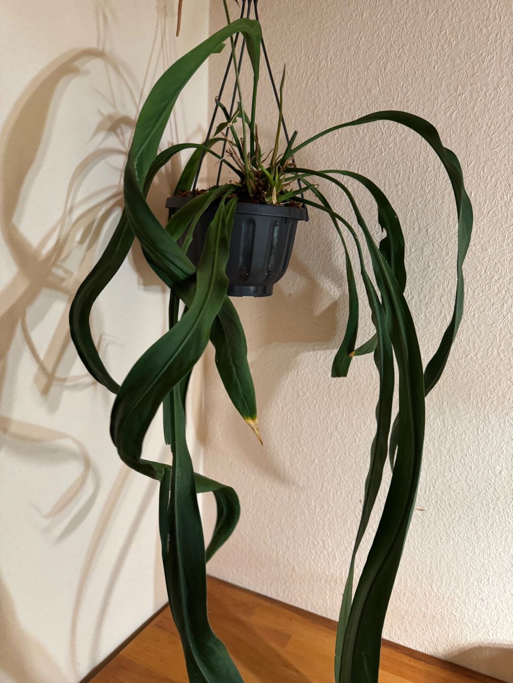 Piante & sementi: Anthurium vittarifolium – Usato da Männedorf venduto da mrclst 3