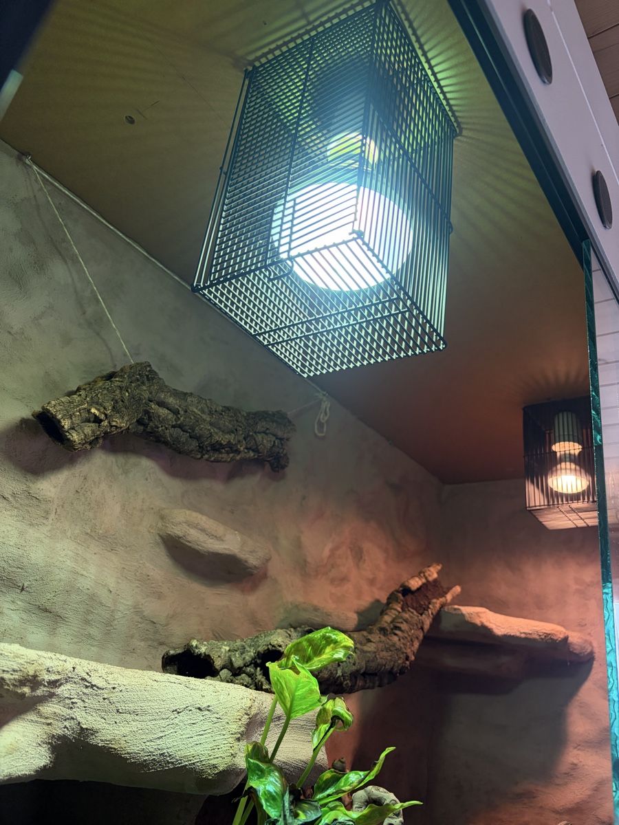 Terrario: Terrarium – Usato da Latterbach venduto da Bbutz98 5