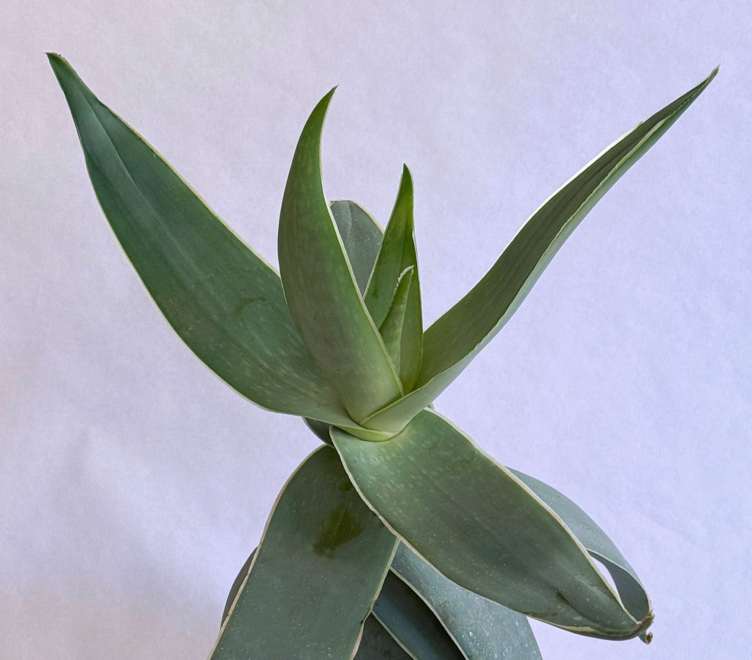 Piante & sementi: Aloe striata (Korallen-Aloe)***** – Nuovo (secondo la descrizione) da Dübendorf venduto da Orchid18 1