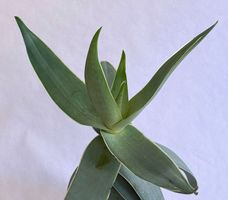 Aloe striata (Korallen-Aloe)*****