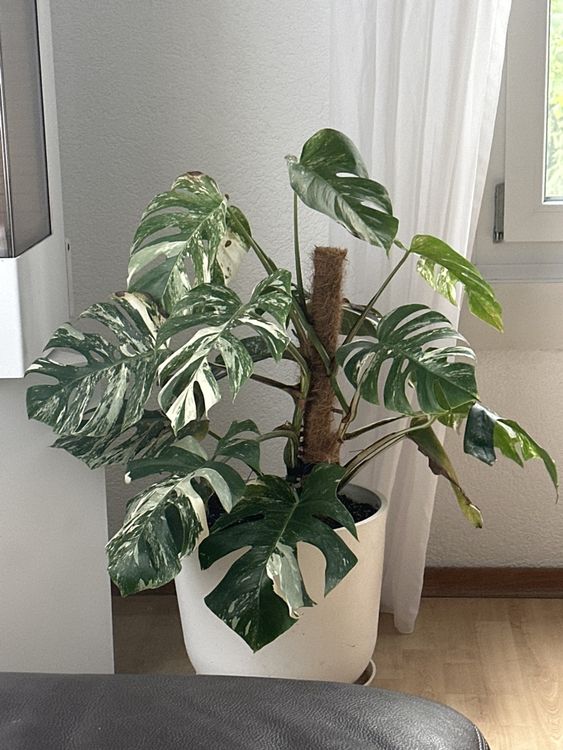 variegated sansevieria Sansevieria Laurentii For sale, Including Care Guide