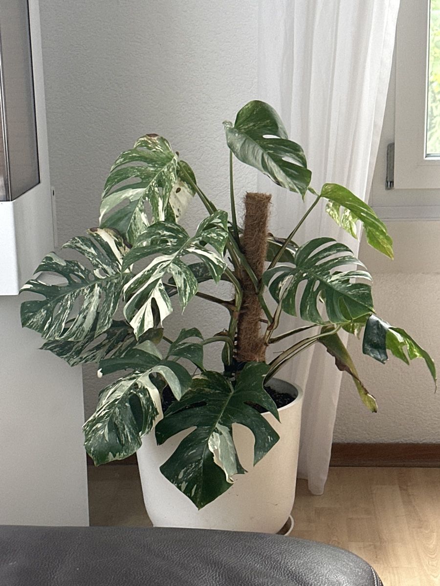 philodendron golden spear Philodendron bipennifolium 'Gold' – Plantlovers main image 0
