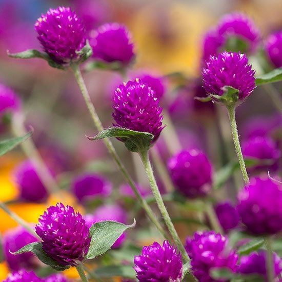 Piante & sementi: 50 Samen Kugelamarant Gomphrena PURPLE Samen – Nuovo (secondo la descrizione) da Ehrendingen venduto da VerveinaSamen 3