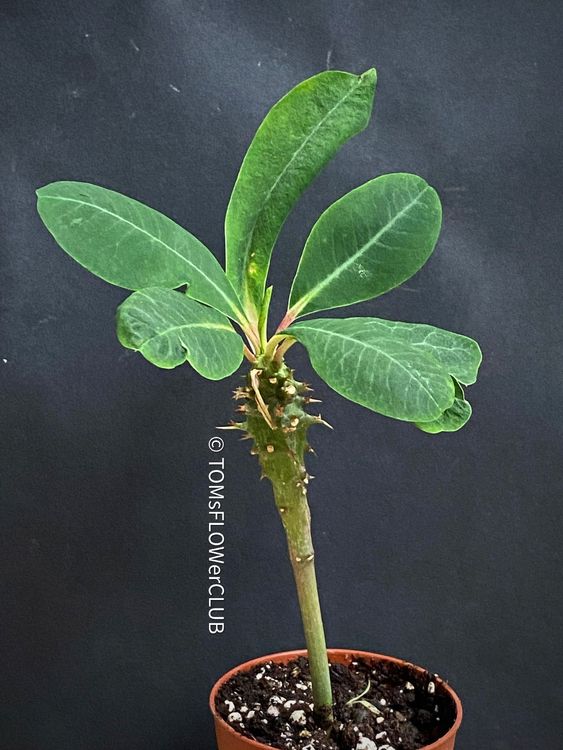 euphorbia-viguieri-kaufen-auf-ricardo