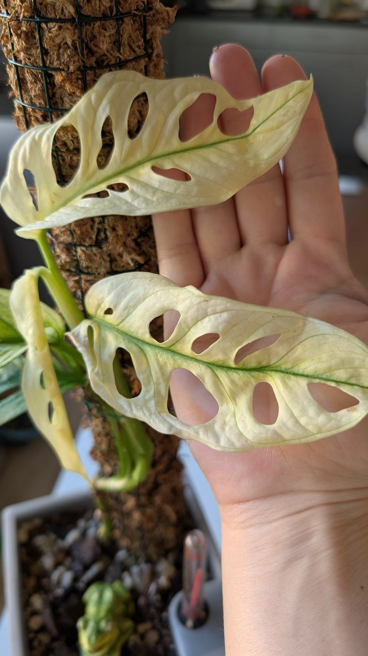 Monstera adansonii 'Variegata' (Gebraucht) in Untervaz fr CHF 15  mit  Lieferung auf Ricardo kaufen