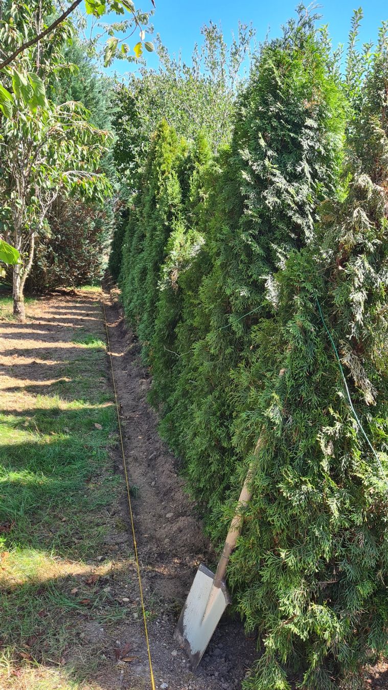 Pflanzen & Samen: Thuja Smaragd – Gebraucht aus Wolfwil von Liezl78 3