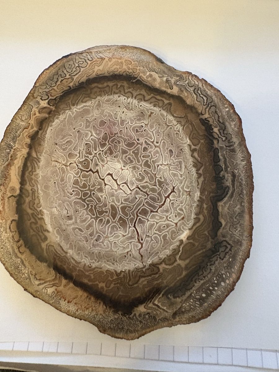 Fossilien: Fossiles Holz titea singularis  – Gebraucht aus Murten von Tzaugg 2