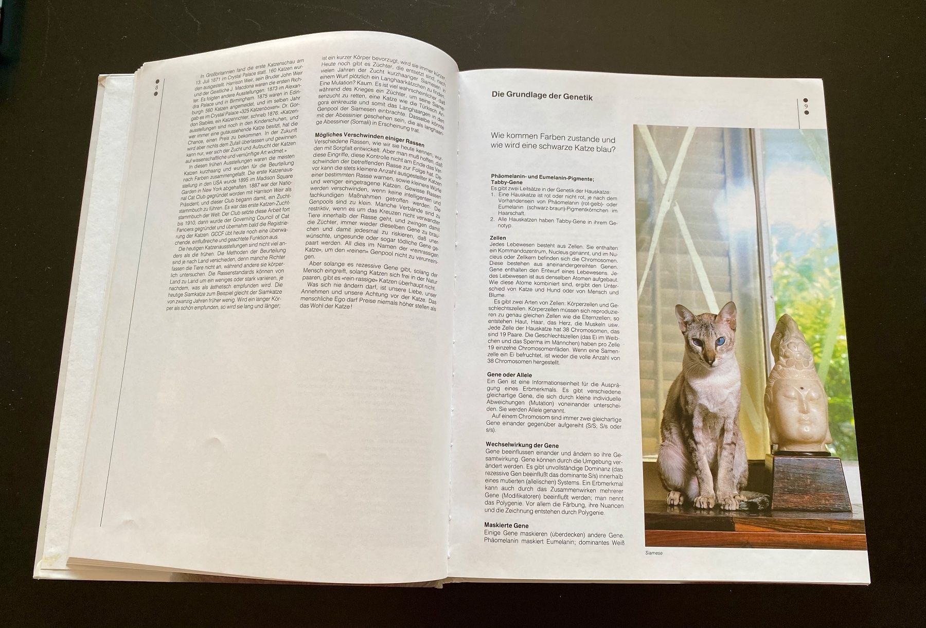 Livres: KATZEN – D'occasion à Nussbaumen AG par schuba2000 2