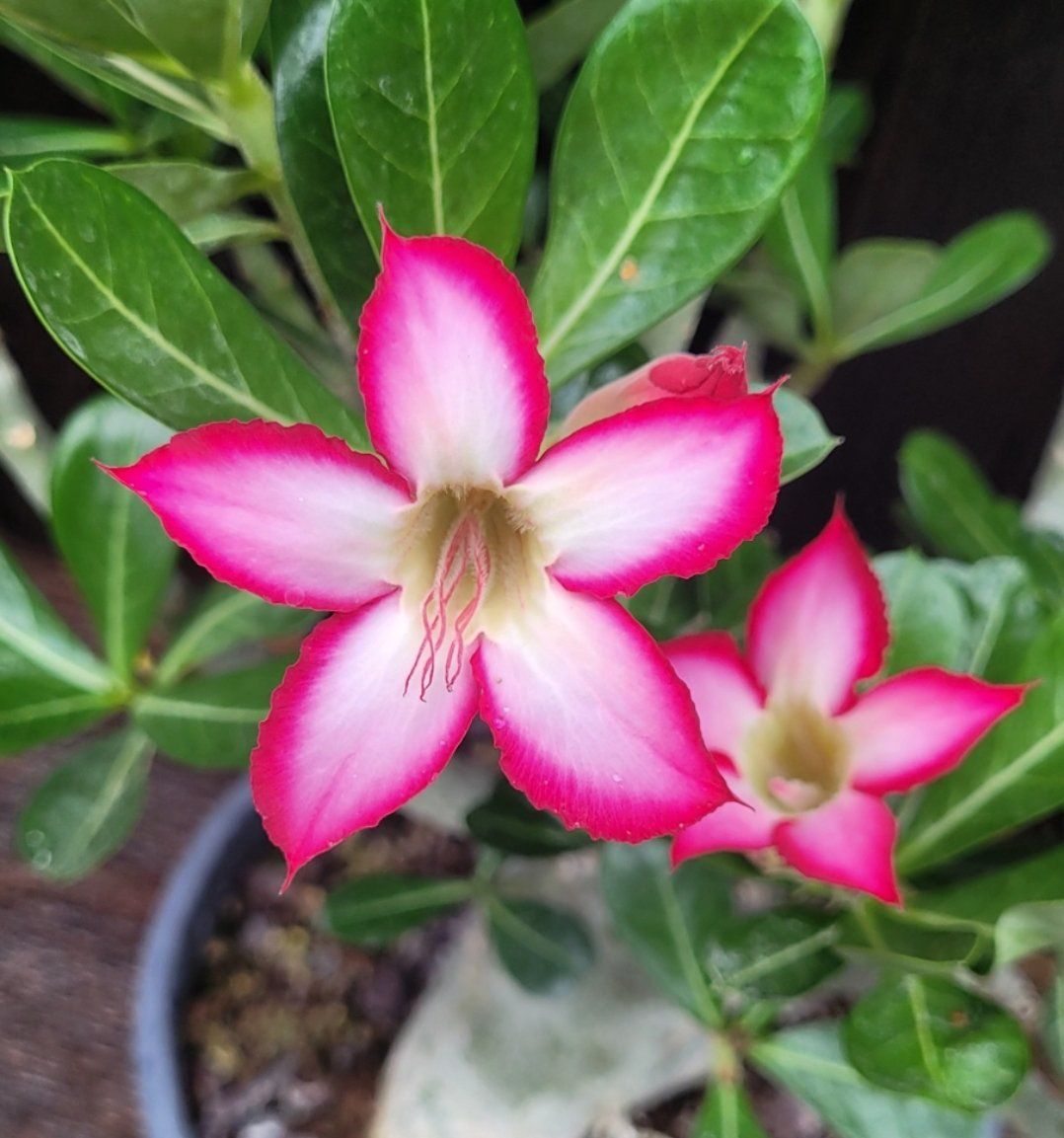 Pflanzen & Samen: Adenium / Wüstenrosen Samen-Mix – Neu (gemäss Beschreibung) aus St.Erhard von