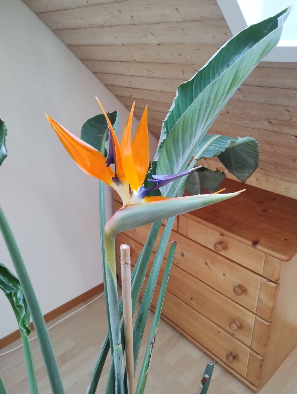 Piante & sementi: Strelitzia regina – Usato da Bättwil venduto da Voegi94 2