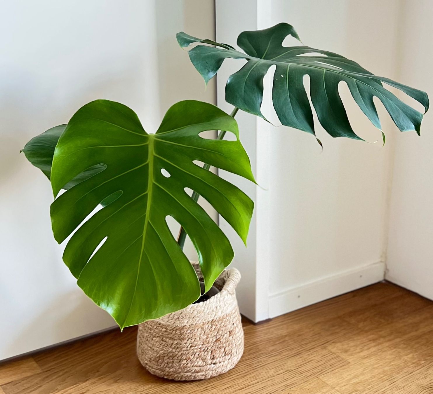 Piante & sementi: Monstera Deliciosa🤩 – Usato da Glattpark(Opfikon) venduto da ste_n99y 1