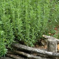 Estragon  (plante)  Artemisia dracunculus