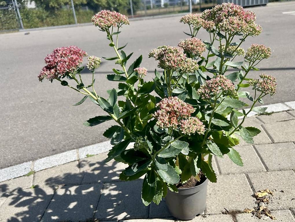 Piante & sementi: Fetthenne / Herbstfreude  – Nuovo e nell'imballaggio originale da Frauenfeld venduto da Irene.Schuppli 2