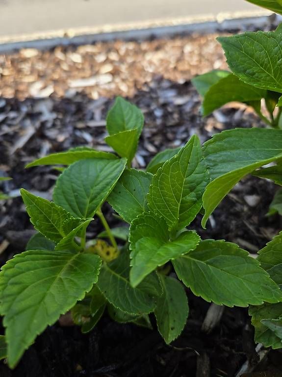 Plantes & graines: Hortensie – D'occasion à Jona par pau_g7rc 3