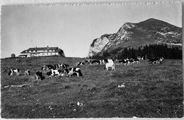Chalet du Gros Plane, Moléson, Gruyères, Landwirtschaft,1947