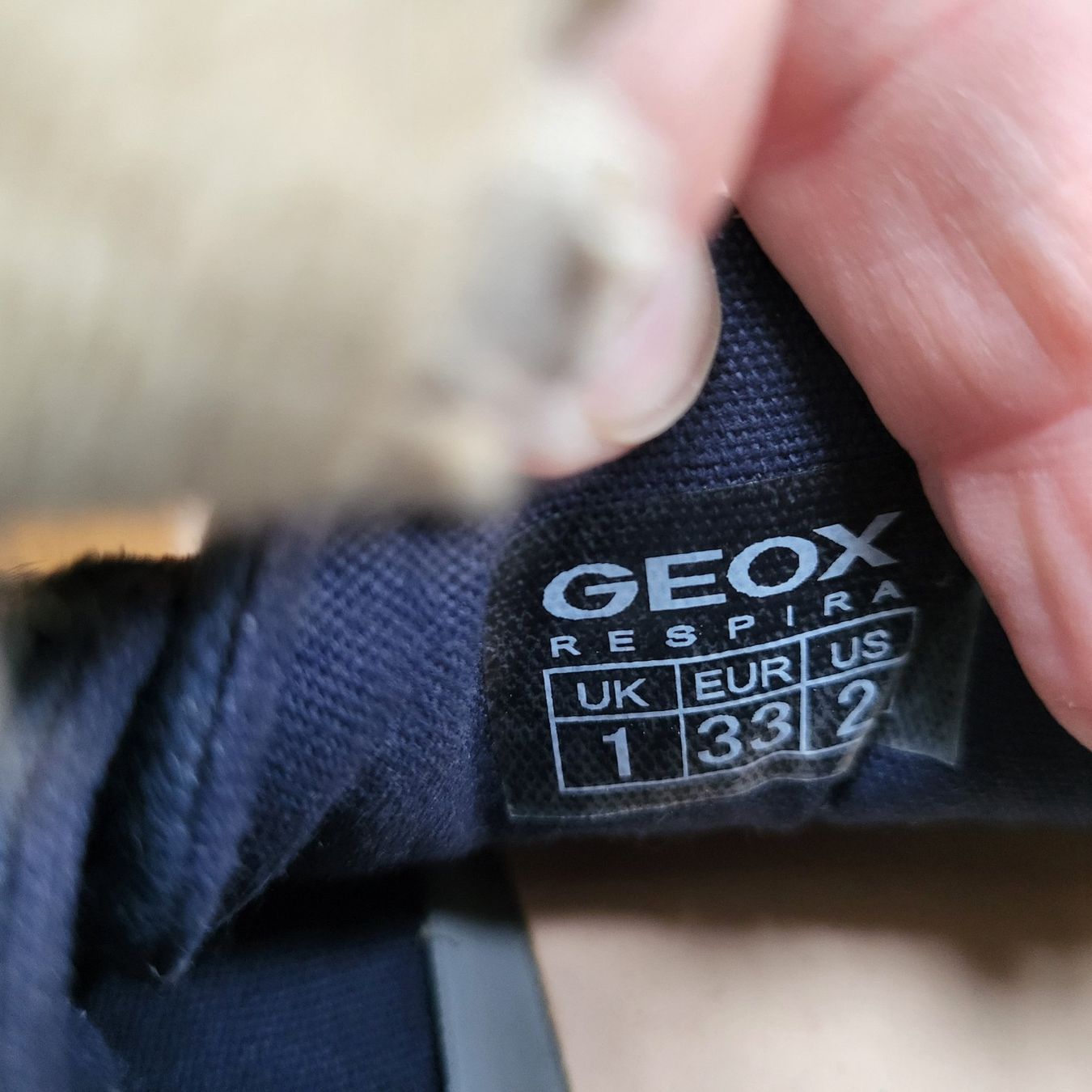 Geox Scarpe per ragazzi: GEOX Turnschuh – Nuovo (secondo la descrizione) da huttwil venduto da Fasnacht5 3
