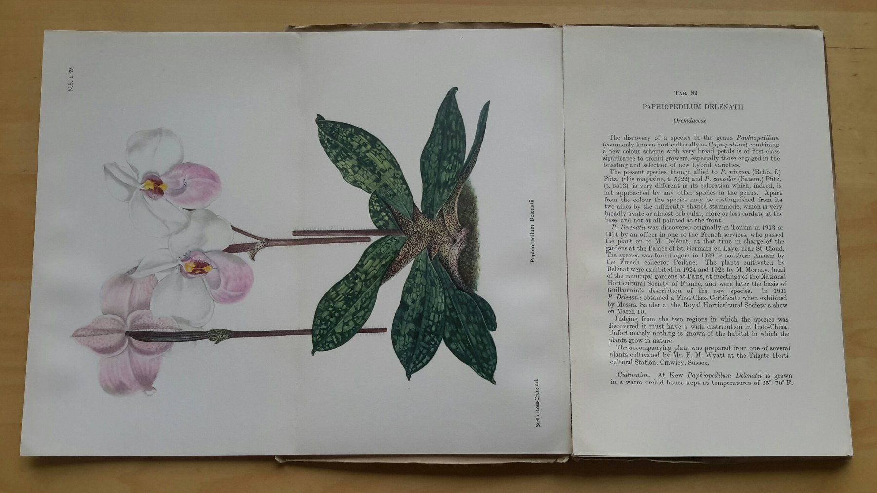 Libri: Curtis's  "Botanical Magazine" , Vol. 167 , 1950 . – Nuovo (secondo la descrizione) da Burgdorf venduto da Olli.34 1