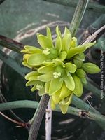 Adenia Glauca - 100% organisch aus Samen gezogene Caudex