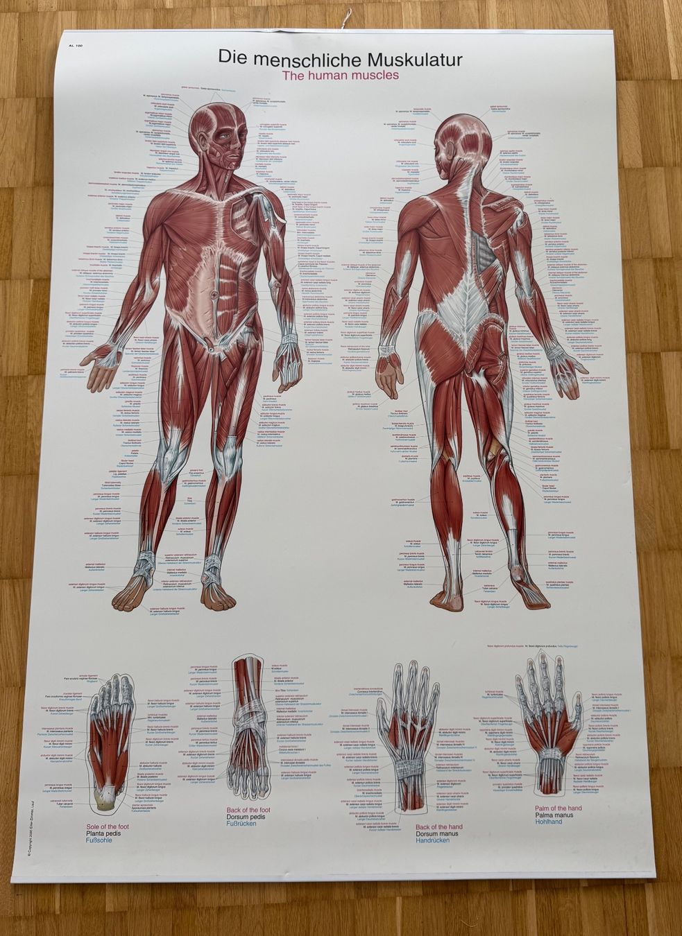 Foto & Immagini: Anatomie Mensch Poster – Usato da Wädenswil venduto da Goobee