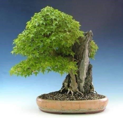 Pflanzen & Samen: Erable du Japon  trifidum – Neu (gemäss Beschreibung) aus Bremblens von FIBONACCI369 1