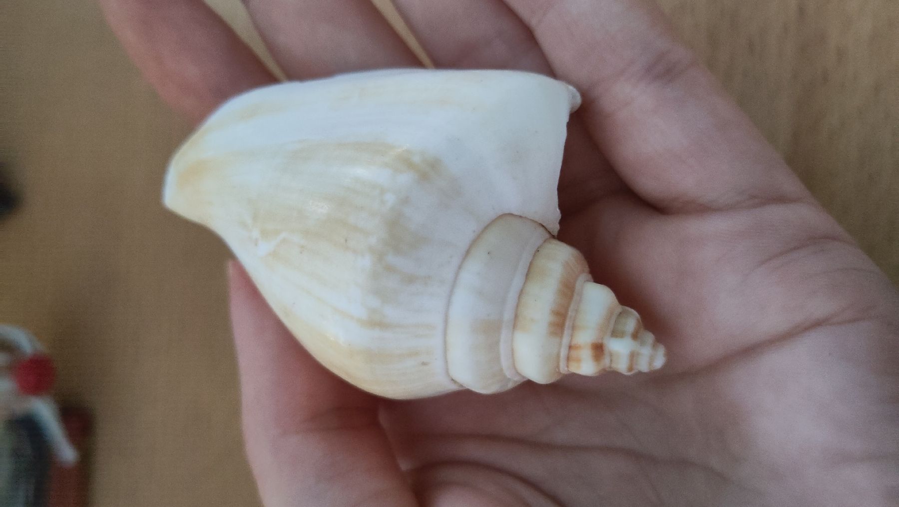 Alle Dekorationen: Dekoration Thema Strand – Neu (gemäss Beschreibung) aus Lostorf von M.Mollet 3