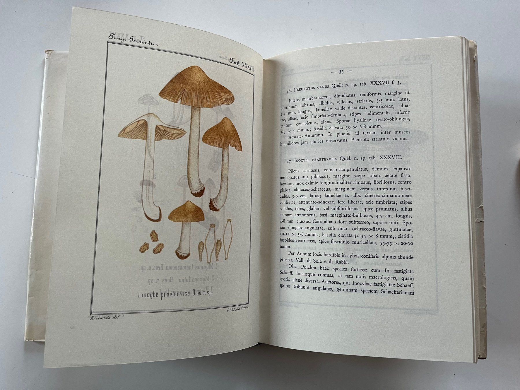 Bücher: Fungi Tridentini Giacomo Bresadola – Gebraucht aus Laufen von Nuria44 4