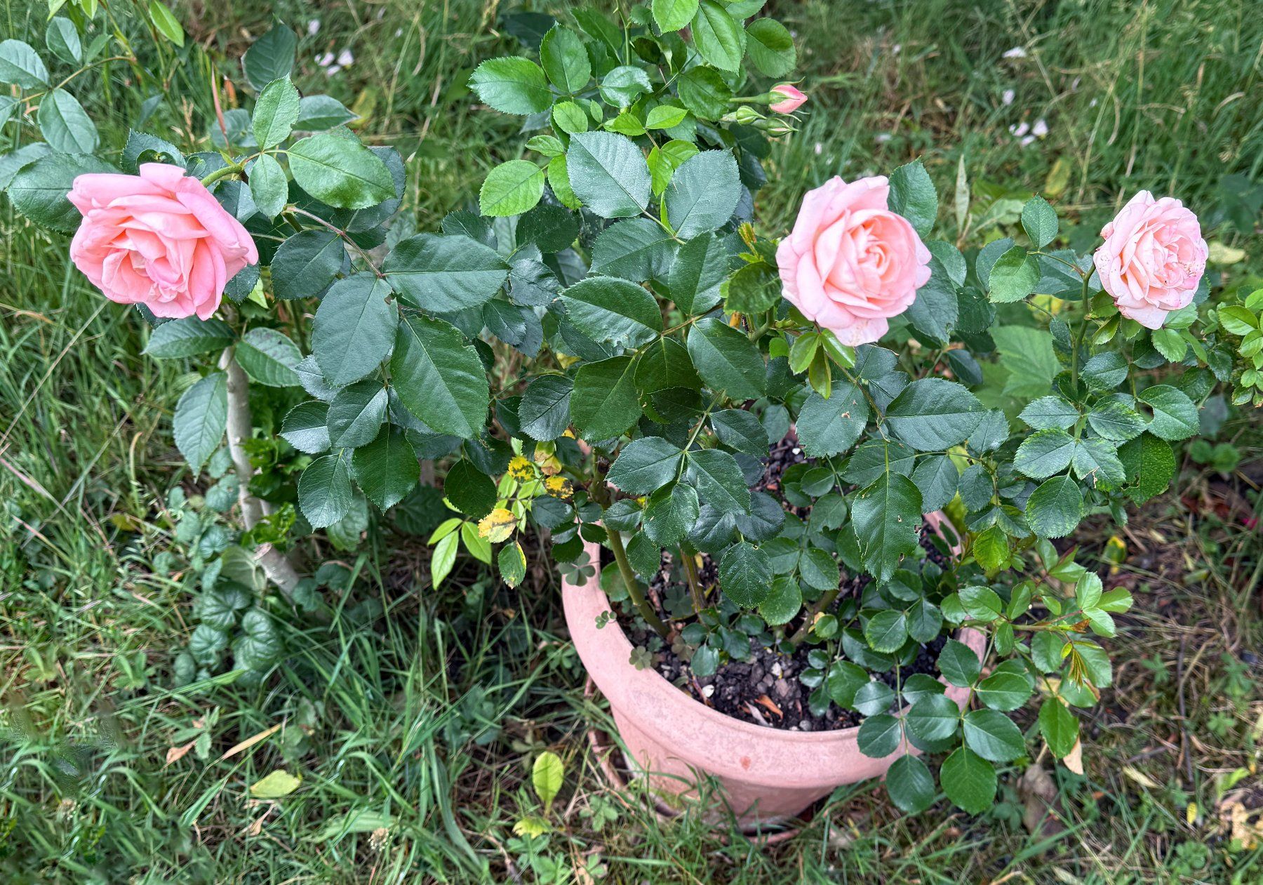 Piante & sementi: Rosa (Teehybride) Edelrose 'Focus' – Nuovo (secondo la descrizione) da Dübendorf venduto da Orchid18 3