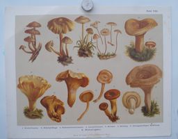 Antike Pilztafel (Tafel VIII) um 1880 Lorinser/ Hölzel