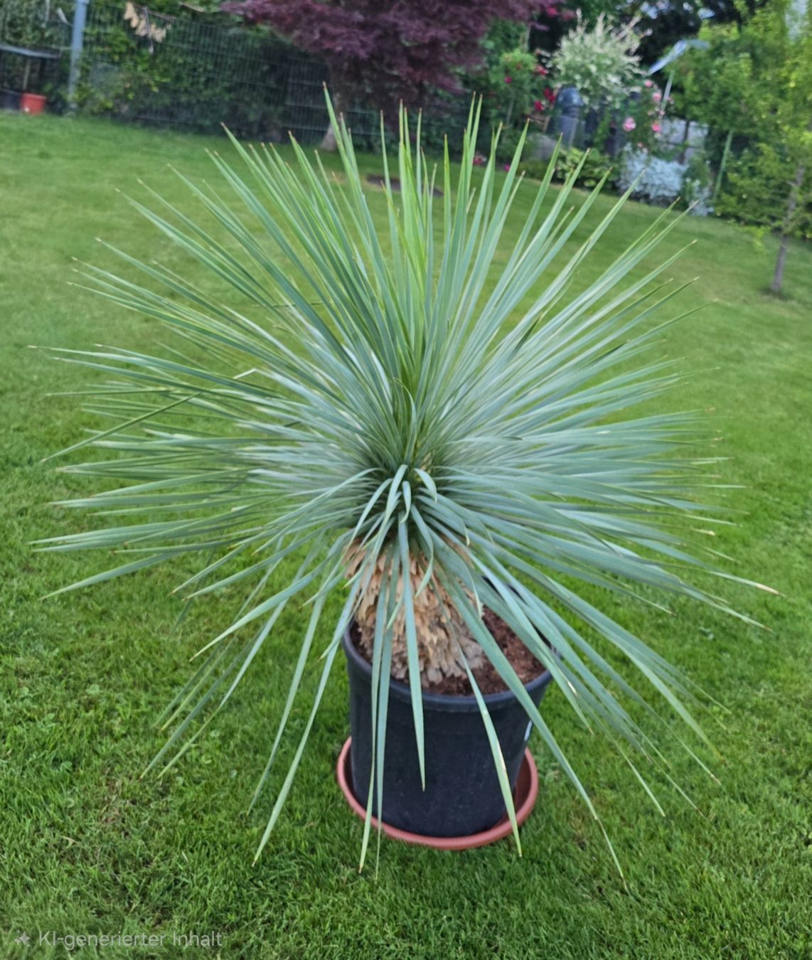 Pflanzen & Samen: Exotischer Hingucker: Yucca Rostrata – Gebraucht aus Aarburg von popkorn65