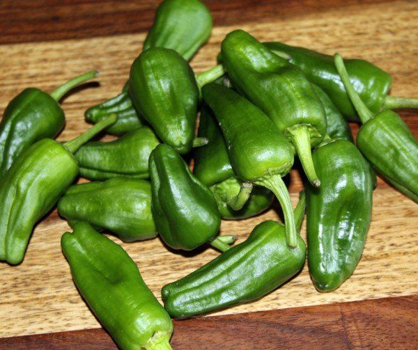 Pflanzen & Samen: Pimientos de Padron - Capsicum annuum - 20 Samen – Neu und originalverpackt aus Sumiswald von Cham14559