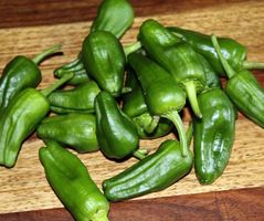 Pimientos de Padron - Capsicum annuum - 20 Samen