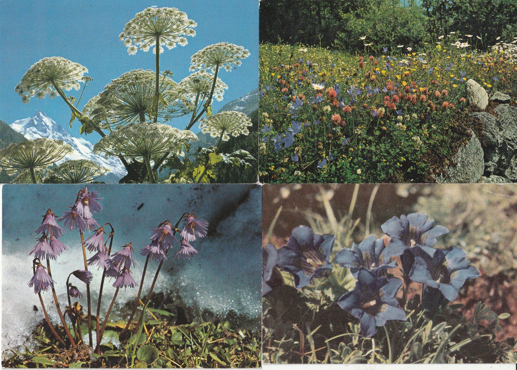 Ansichtskarten: 40 Blumenkarten – Gebraucht aus Lumbrein von made02 1
