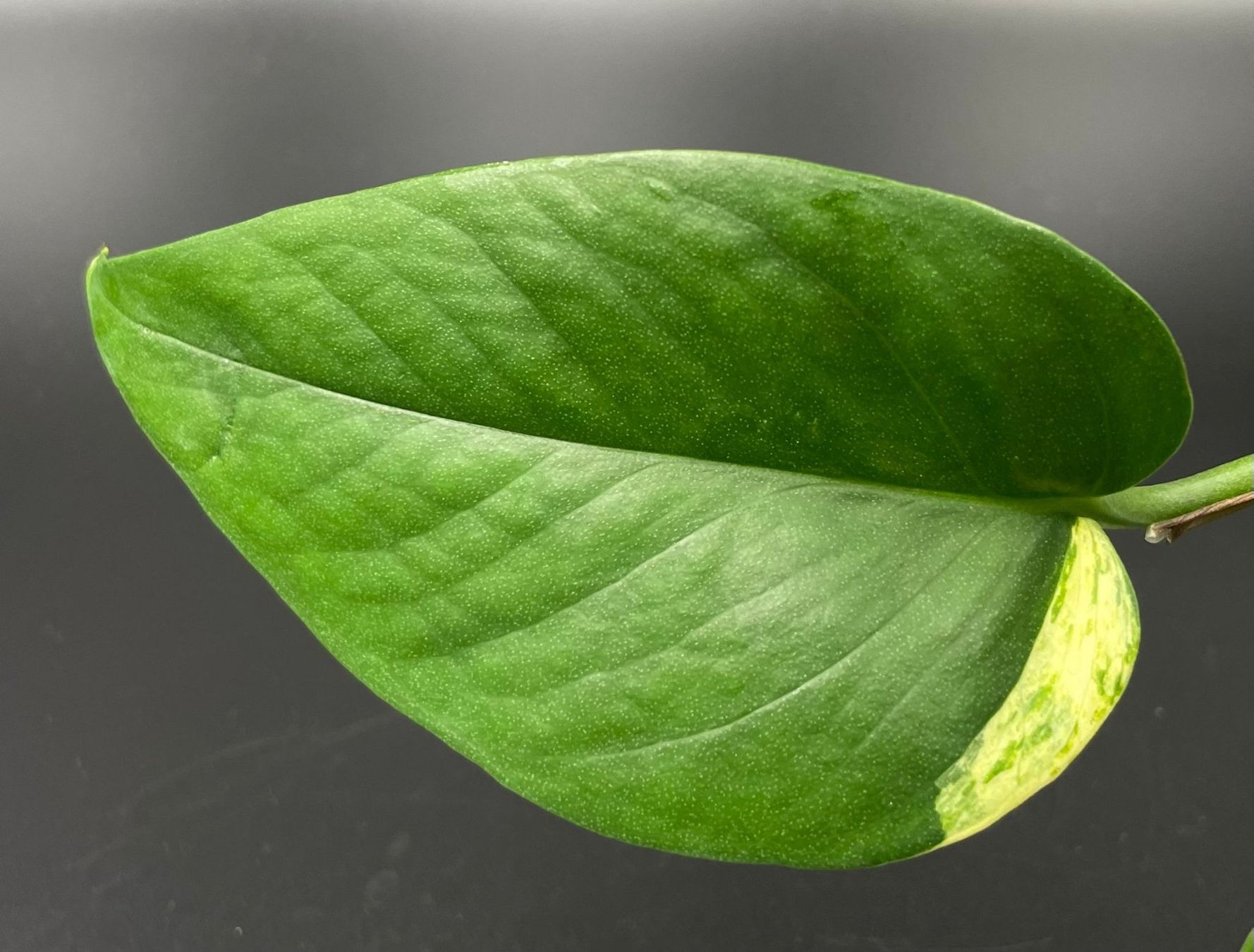 Piante & sementi: Epipremnum aureum 'Jade' in Semihydro – Nuovo (secondo la descrizione) da Bühler venduto da googelibear 3