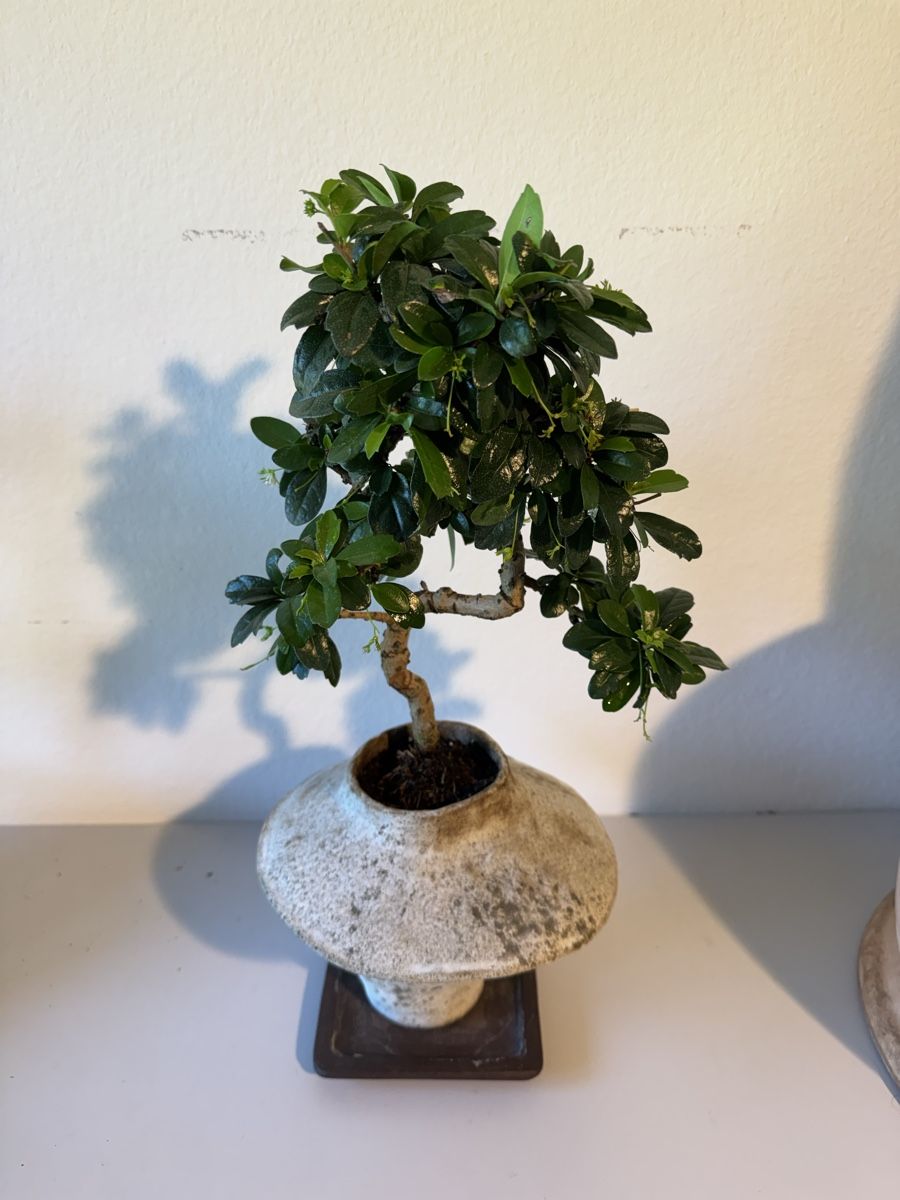 Pflanzen & Samen: Fukientee Bonsai im Topf mit Untersetzer – Gebraucht aus Rümlang von Gruseh.ch 2