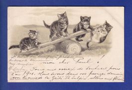 CHAT - Chatons au tape-cul