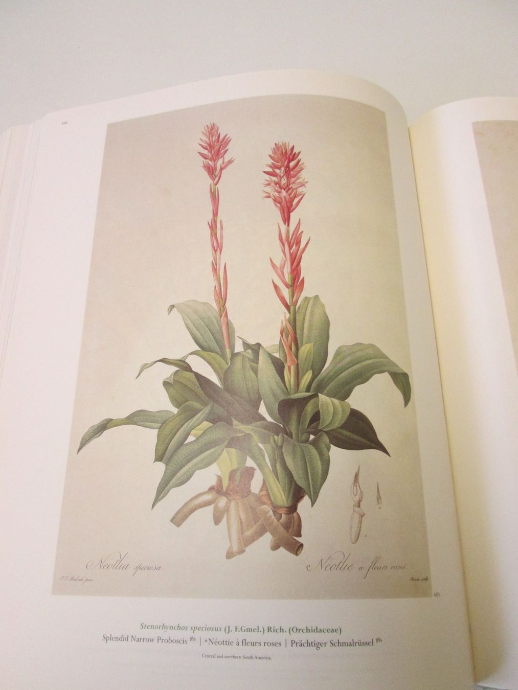 Libri: The Lilies- Pierre Joseph Redoudé – Usato da Sementina venduto da babucia 4