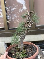 Pinus Sylvestris Bonsai