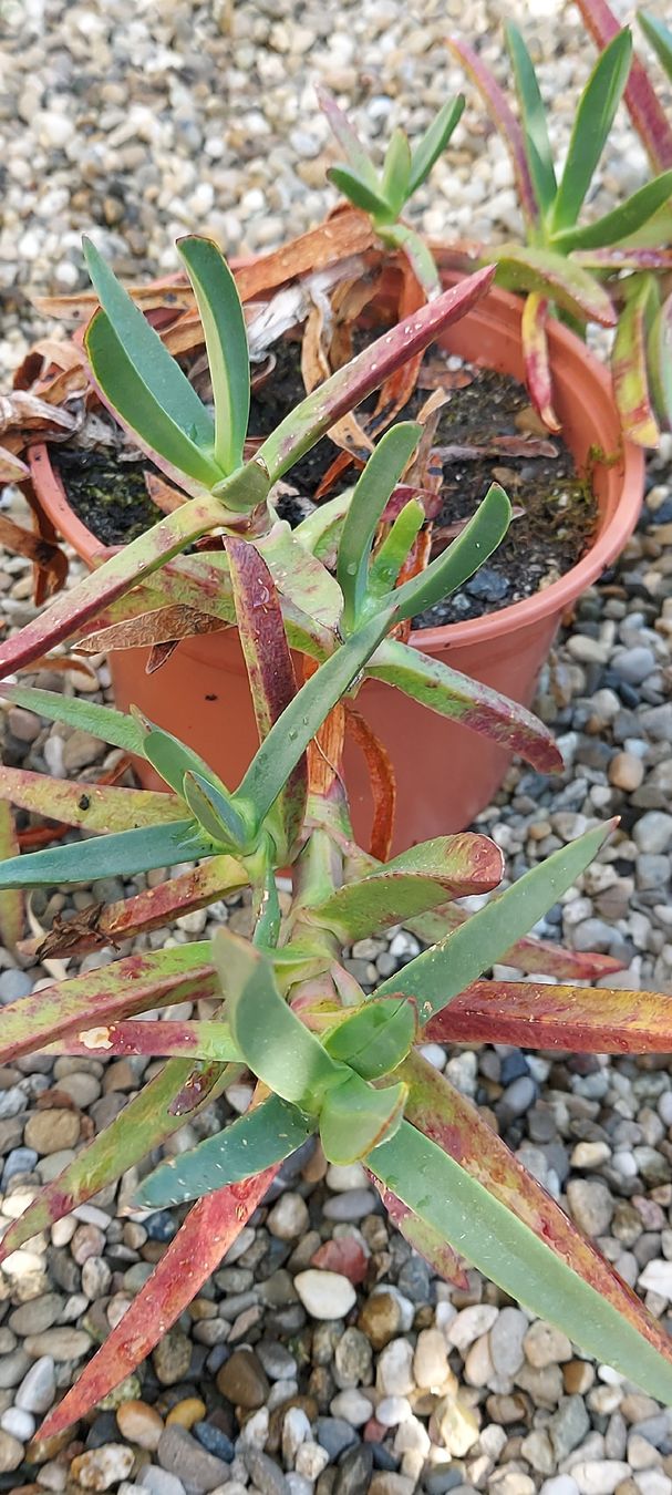 Plantes & graines: Hottentottenfeige - Carpobrotus edulis - Mittagsblume – D'occasion à Küssnacht am Rigi par Mukare 1
